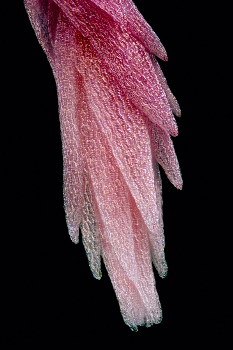 Sphagnum photo 2