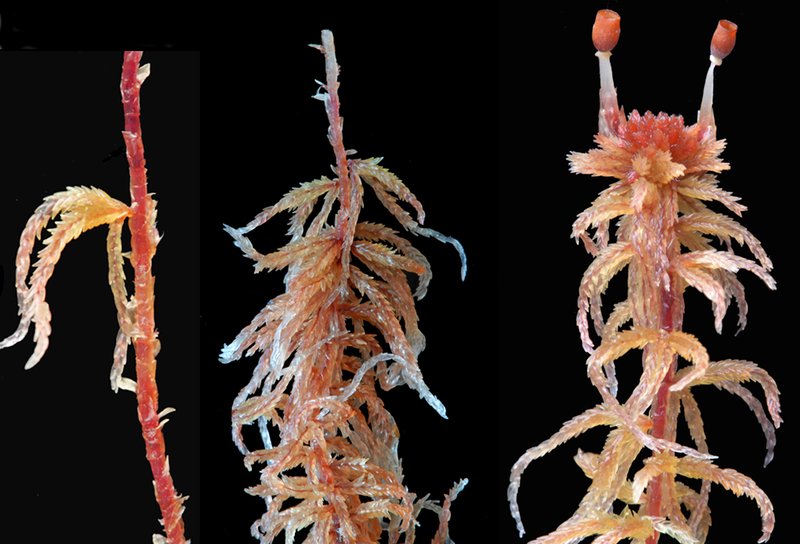 Sphagnum photo 4