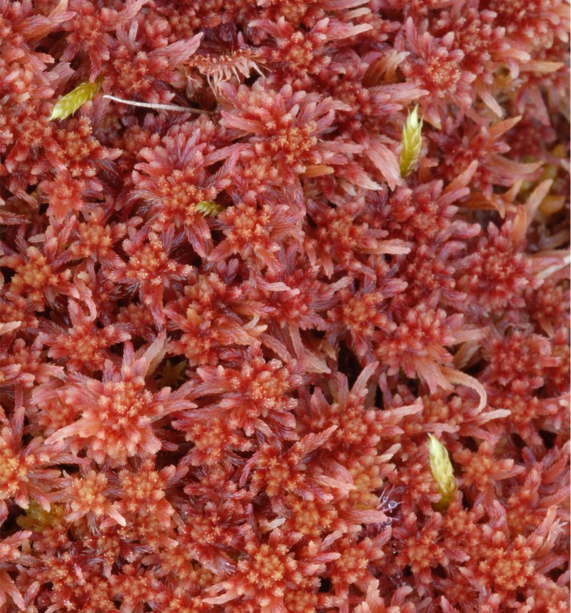 Sphagnum