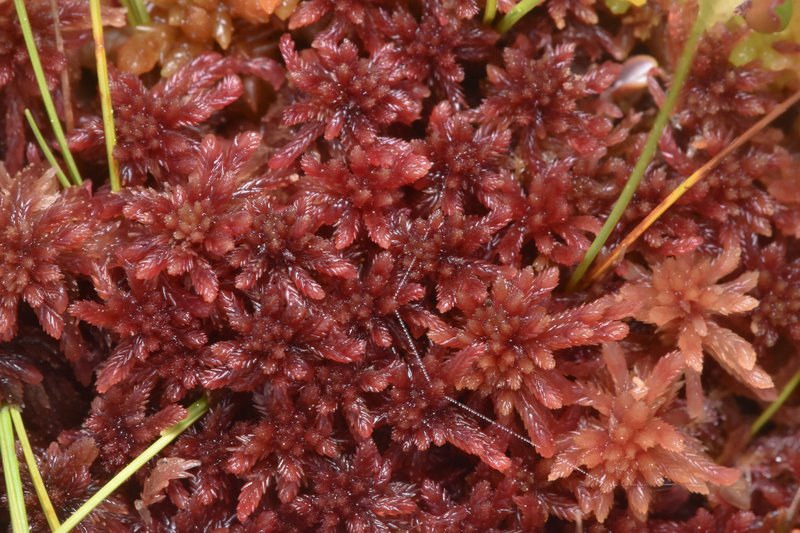 Sphagnum photo 4