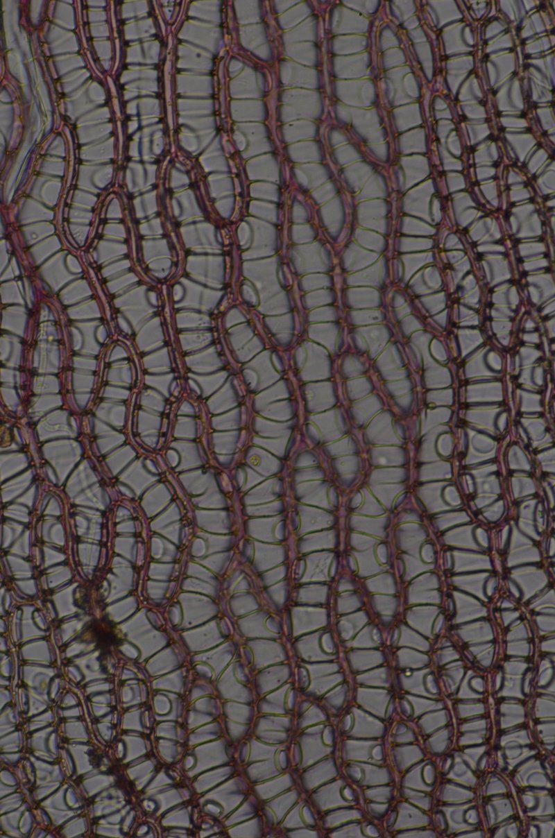 Sphagnum photo 7