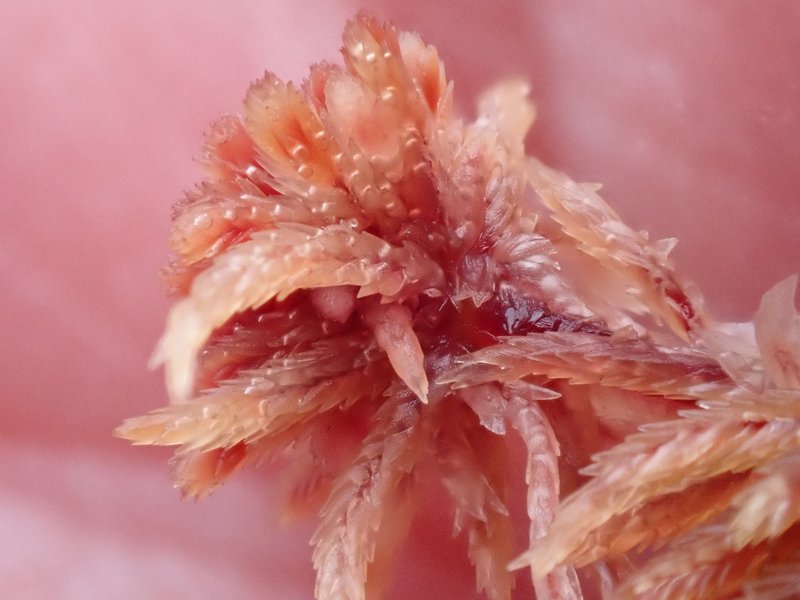 Sphagnum photo 8