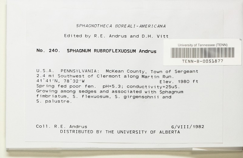 Sphagnum photo 2