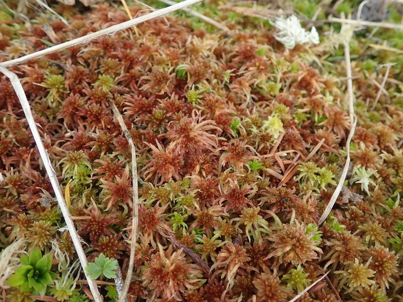 Russow's Sphagnum photo 2