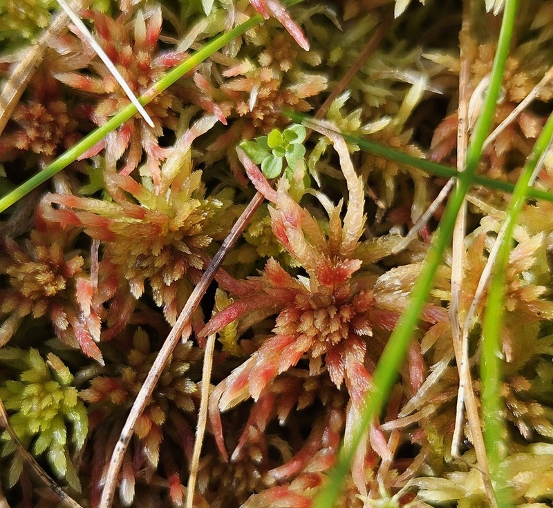 Russow's Sphagnum photo 3
