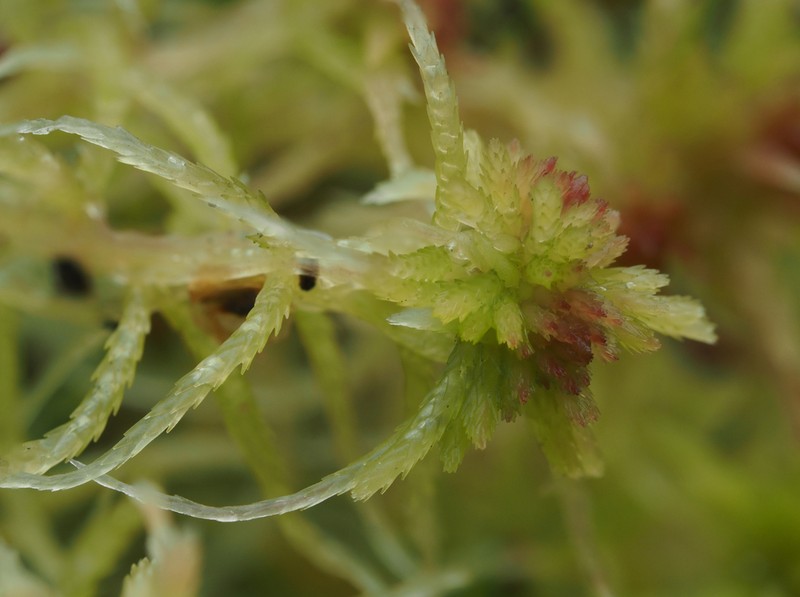 Russow's Sphagnum photo 4