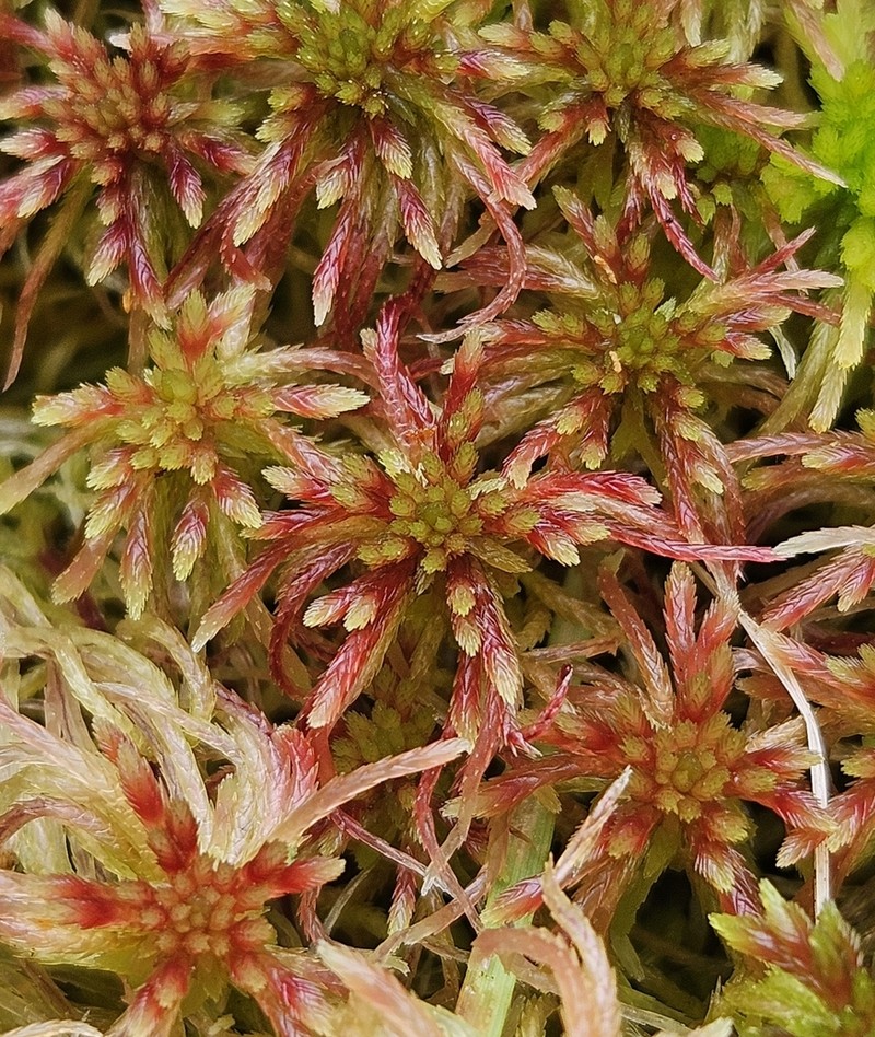 Russow's Sphagnum photo 5