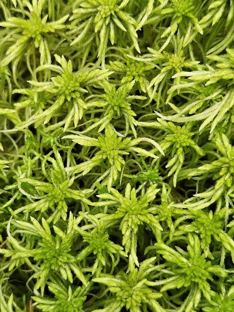 Russow's Sphagnum photo 6