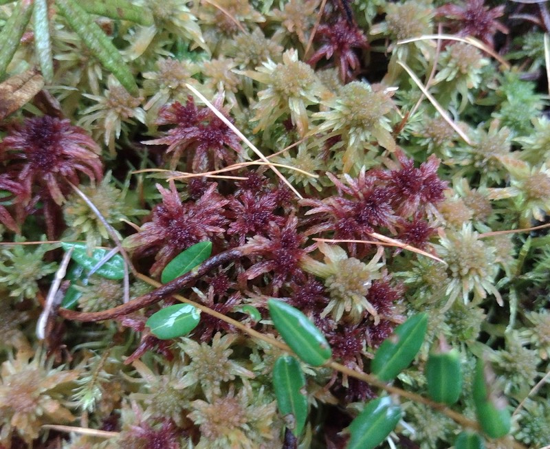 Russow's Sphagnum photo 7
