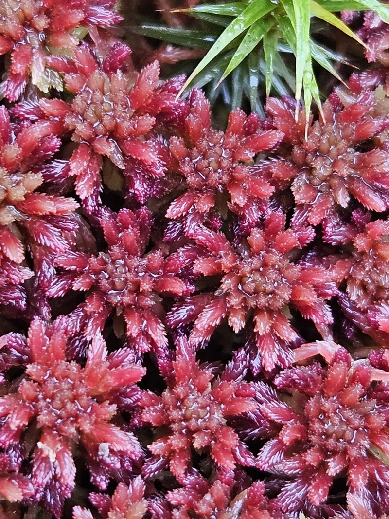 Russow's Sphagnum photo 8