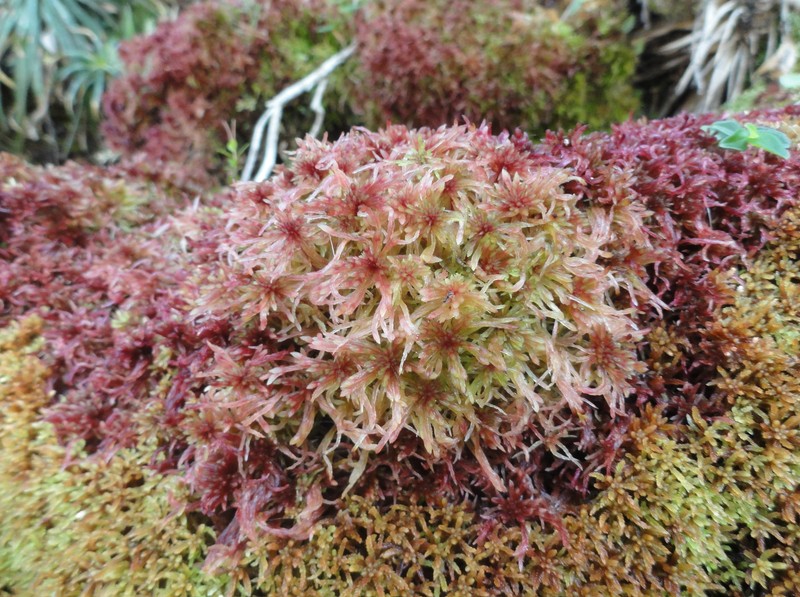 Russow's Sphagnum photo 2