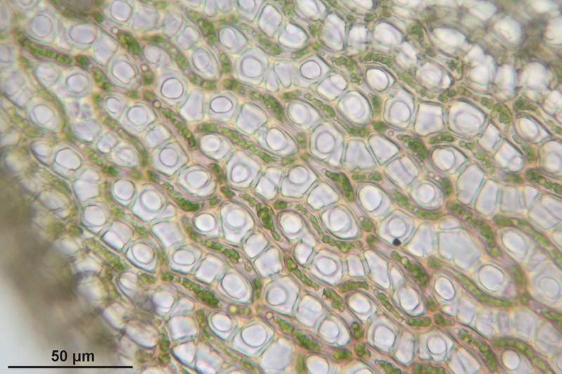 Russow's Sphagnum photo 6