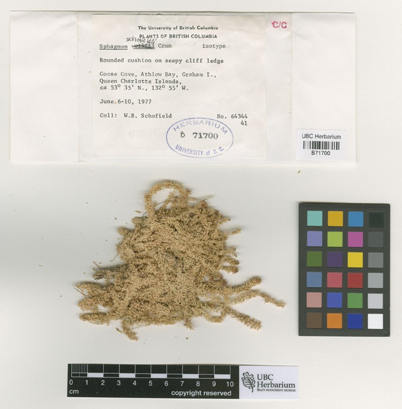 Schofield's Sphagnum