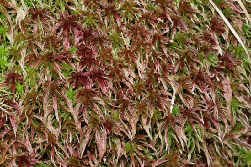 Schofield's Sphagnum