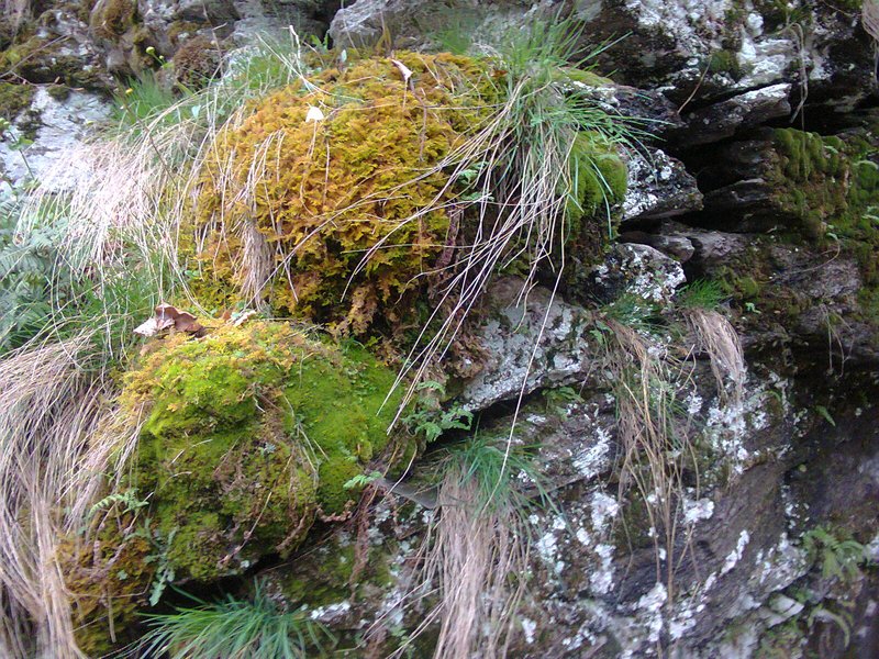 Sphagnum