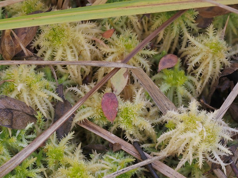 Sphagnum photo 5