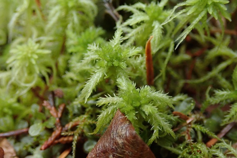 Sphagnum photo 6