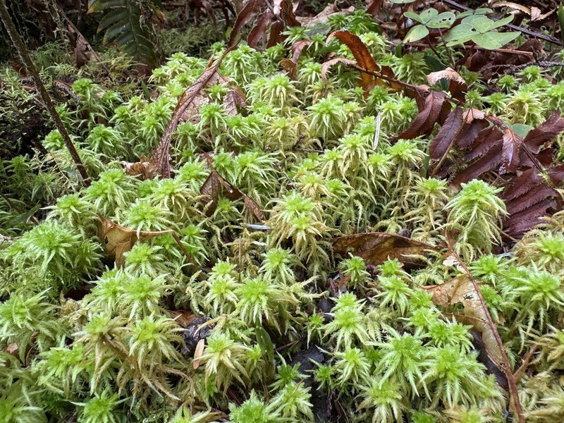 Sphagnum photo 7
