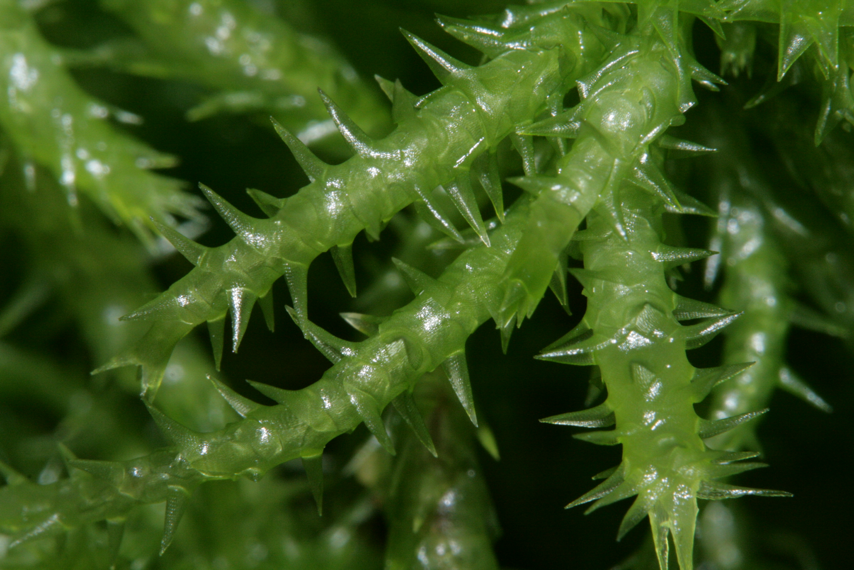 Sphagnum photo 4