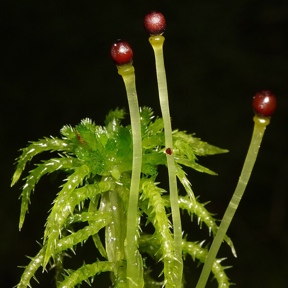 Sphagnum photo 6