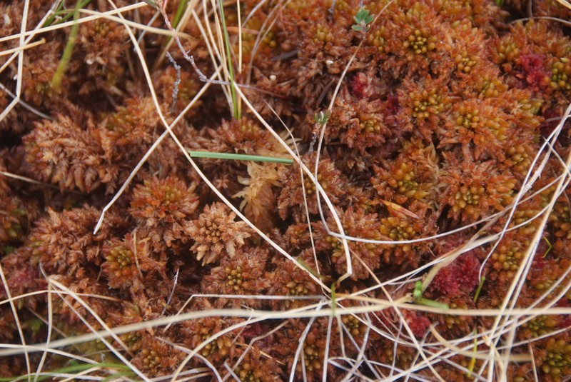 Steere's Sphagnum photo 2