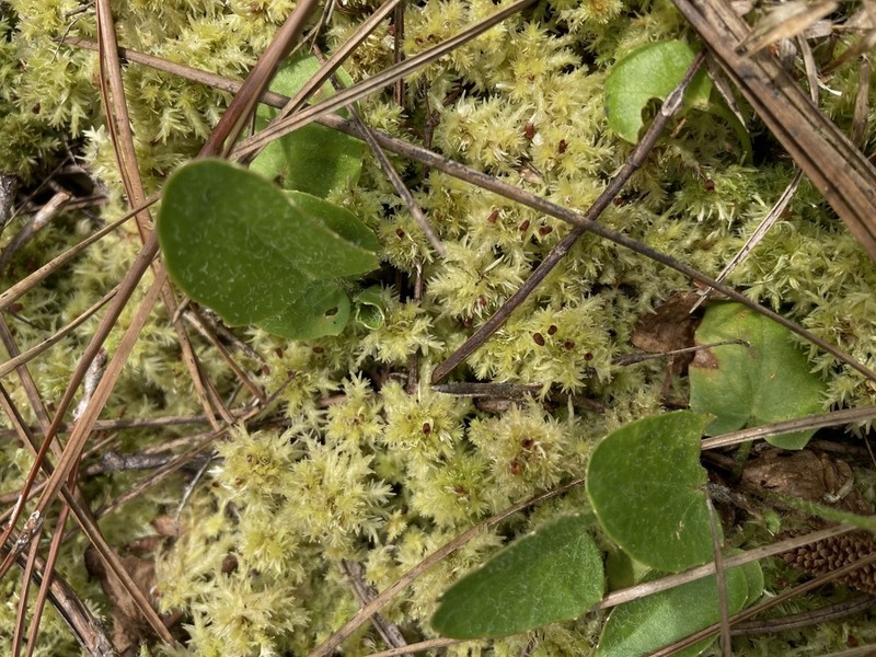 Sphagnum photo 2
