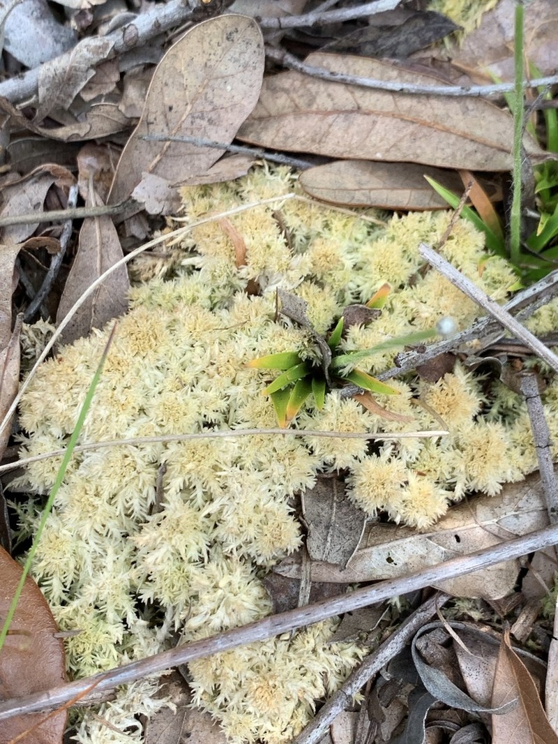 Sphagnum photo 3