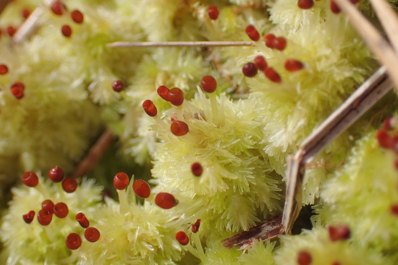 Sphagnum photo 4