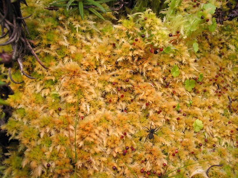 Sphagnum photo 5