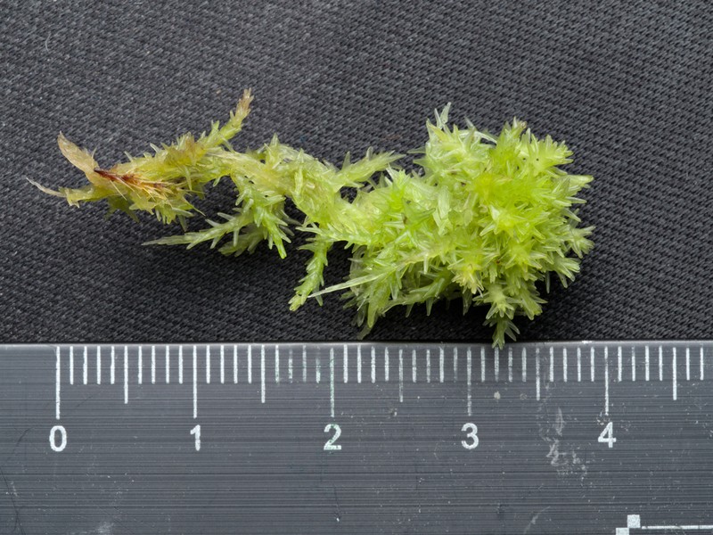 Sphagnum photo 7
