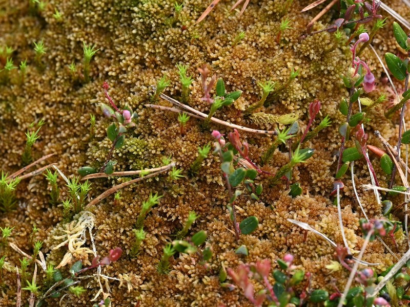 Sphagnum photo 3