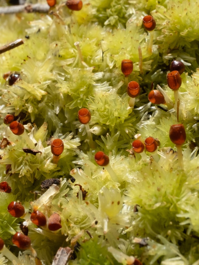 Sphagnum