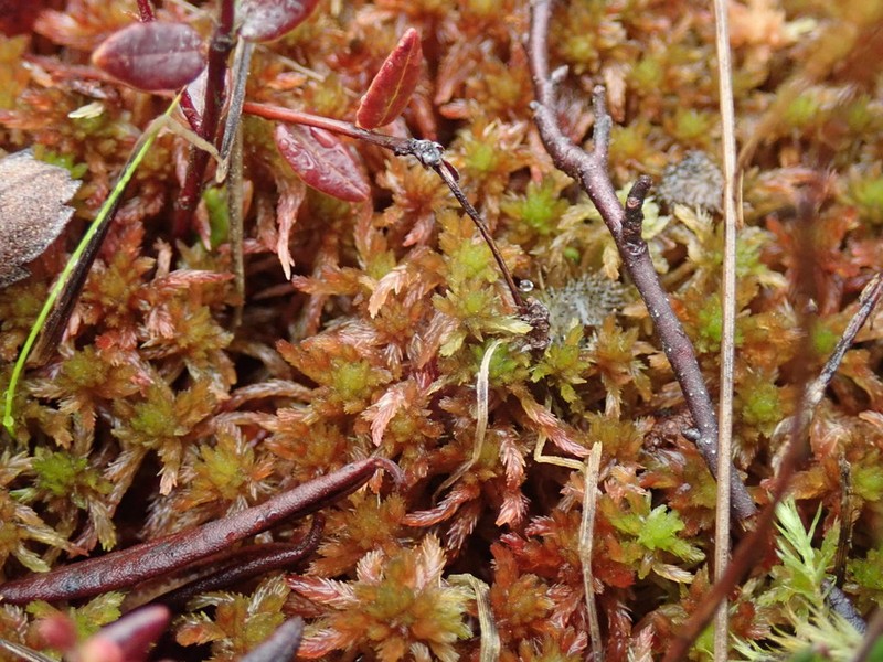 Sphagnum photo 2