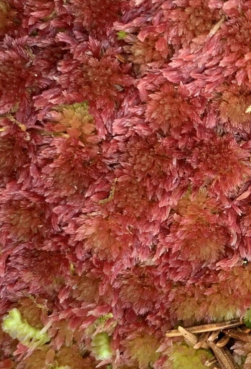 Sphagnum photo 3
