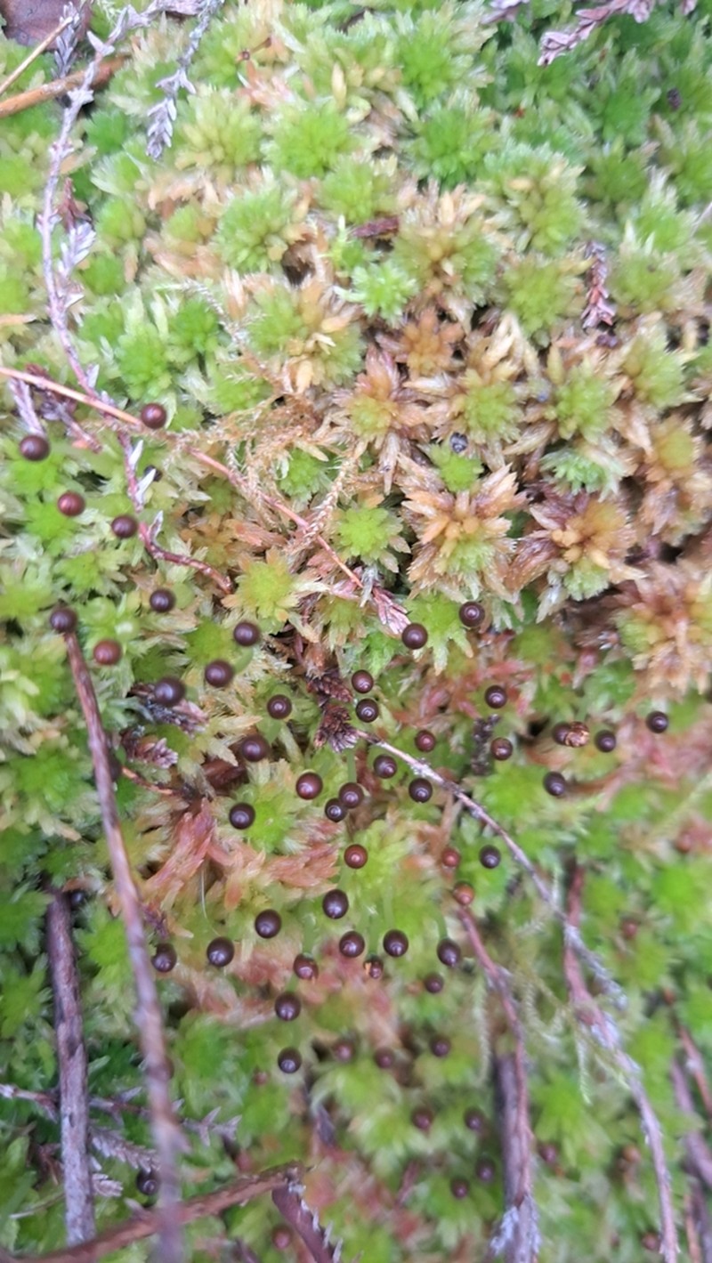 Sphagnum photo 4