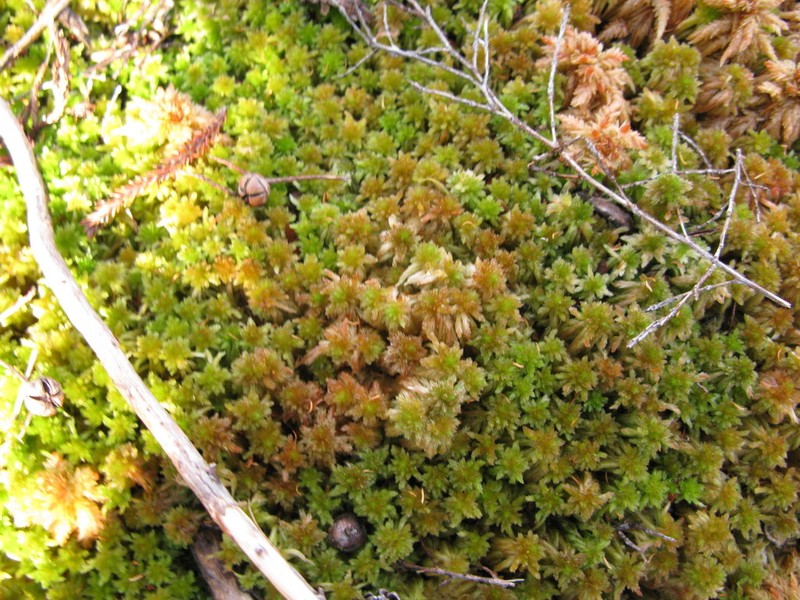 Sphagnum photo 5