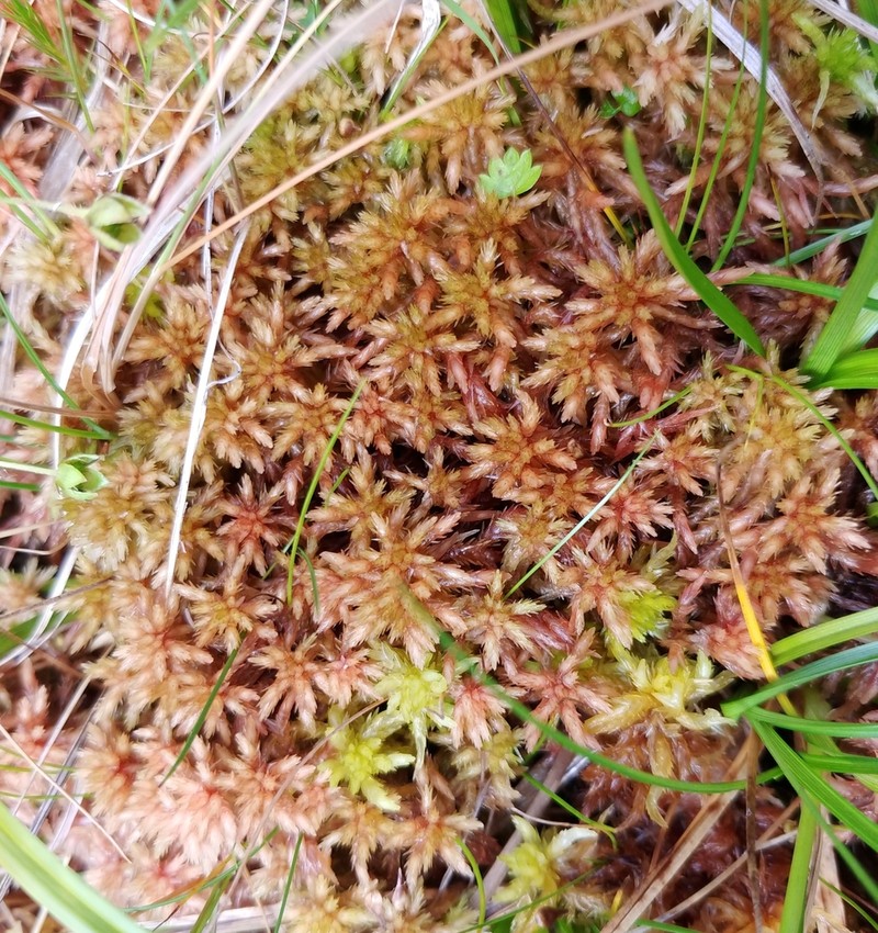 Sphagnum photo 6