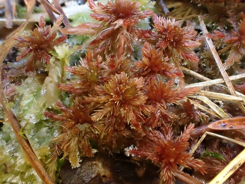 Sphagnum photo 7