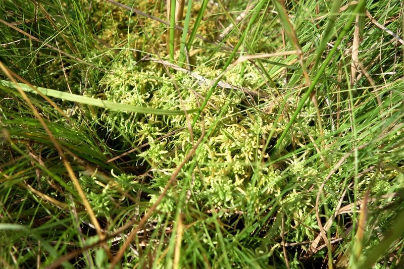 Sphagnum photo 3