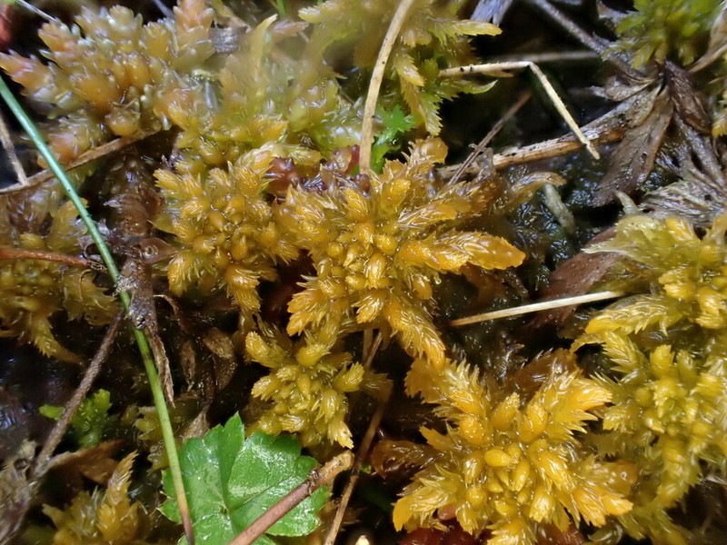 Sphagnum photo 4