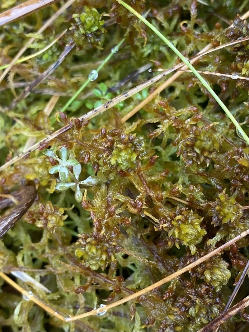 Sphagnum photo 5