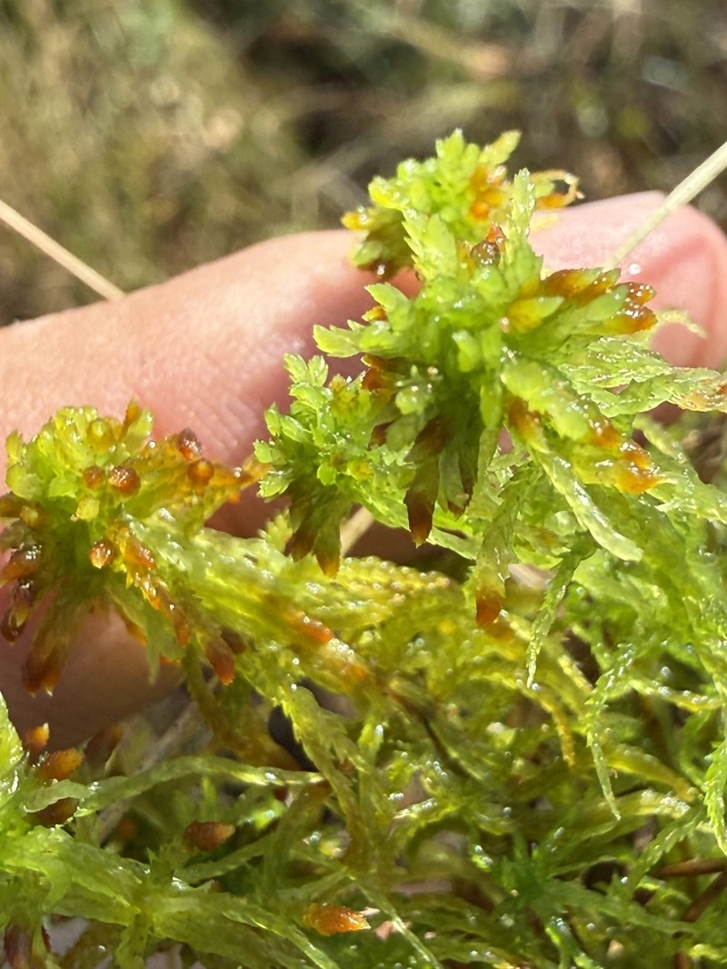 Sphagnum photo 6