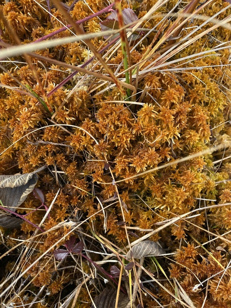 Sphagnum photo 7