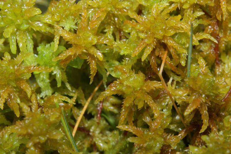Sphagnum photo 5