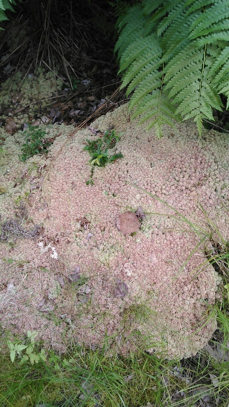 Sphagnum