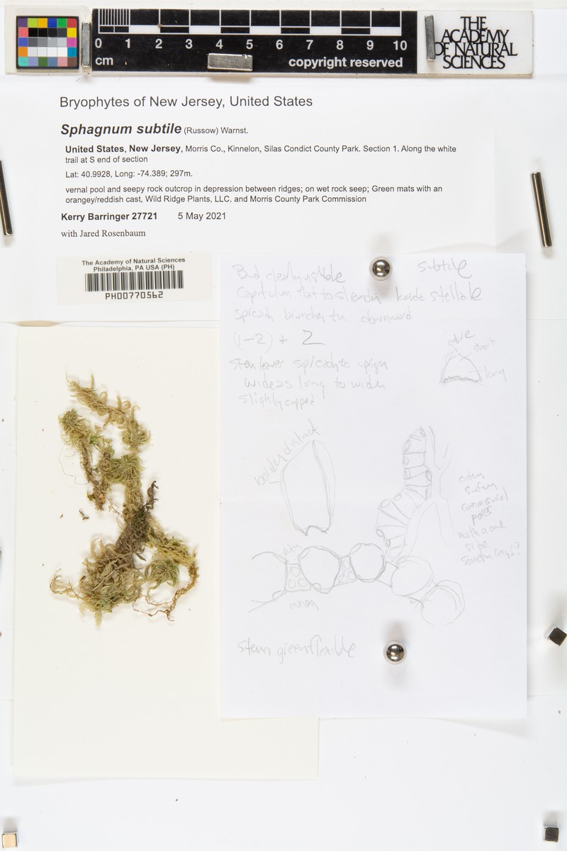 Sphagnum photo 3