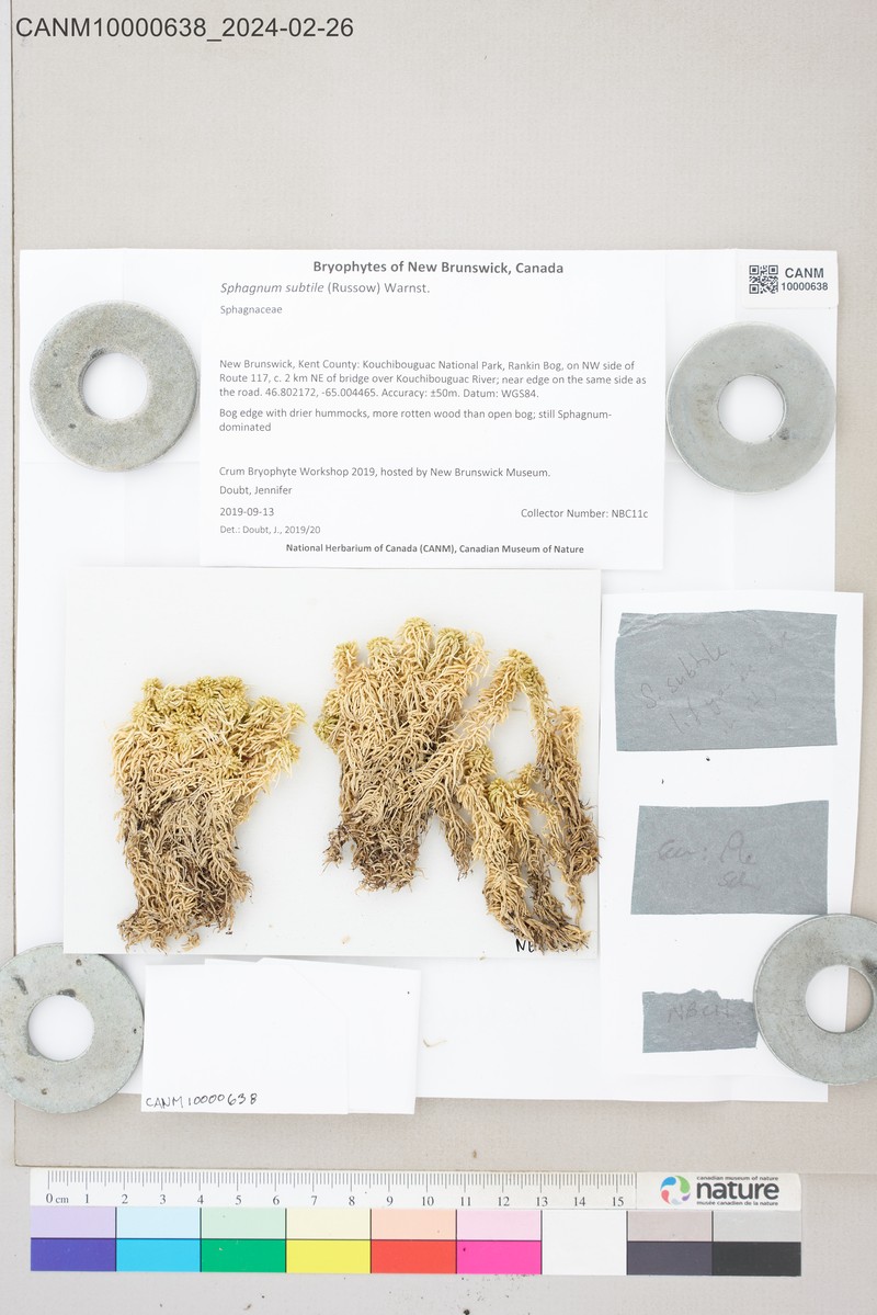 Sphagnum photo 4
