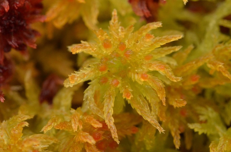 Sphagnum photo 2