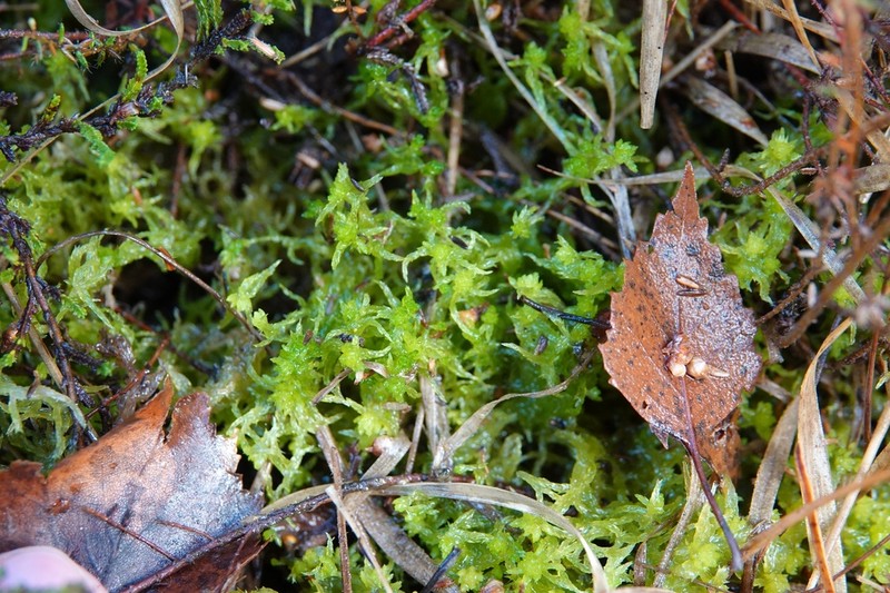 Sphagnum photo 3