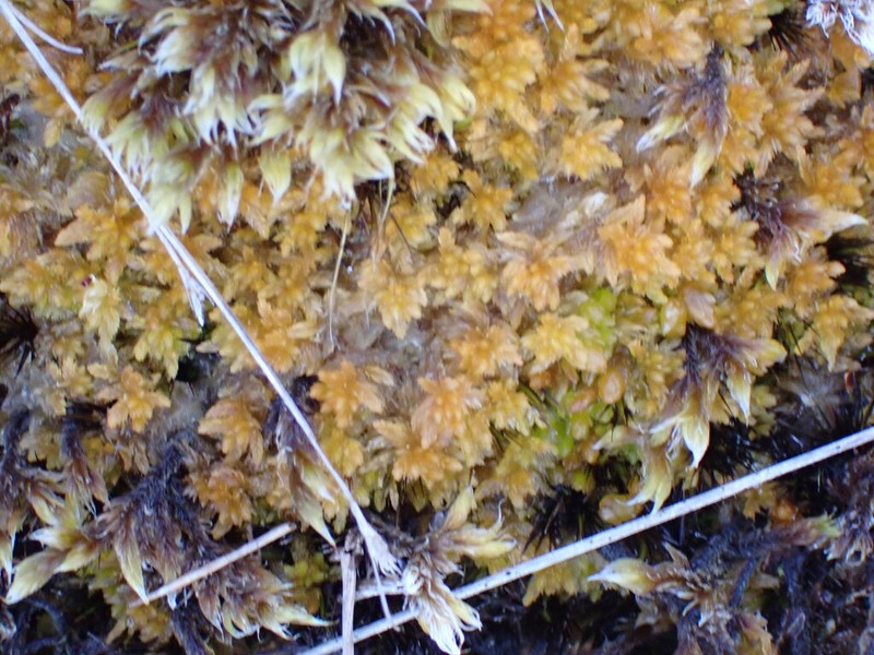 Sphagnum photo 4
